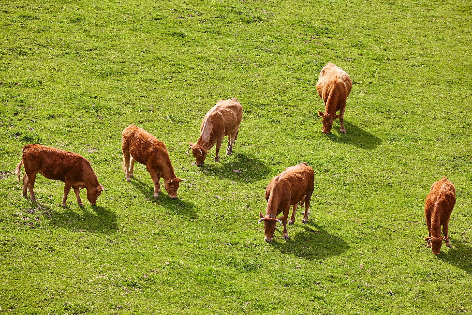 Tuli Cattle