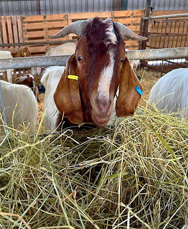 Red Brahman Cattle