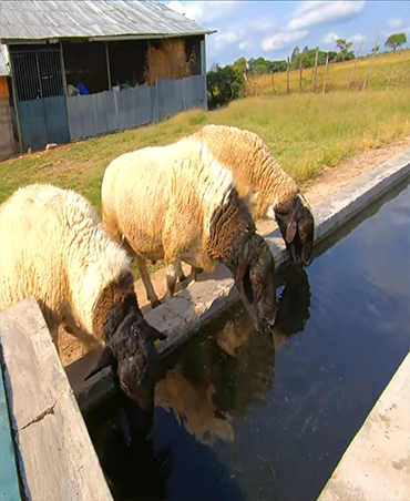 Meatmaster Sheep