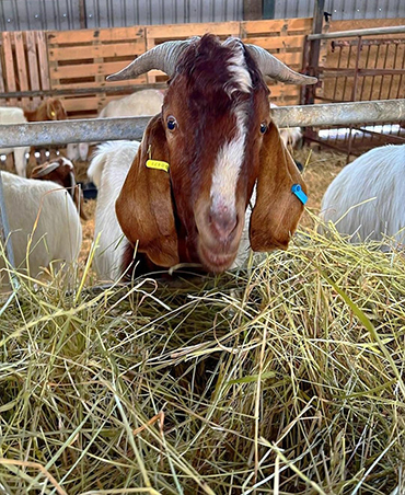 Dwarf Goat