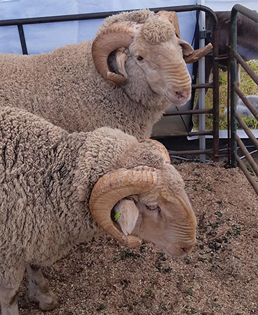 Suffolk Sheep