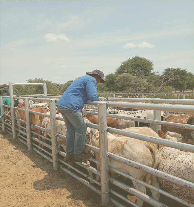 Life Global Farm livestock