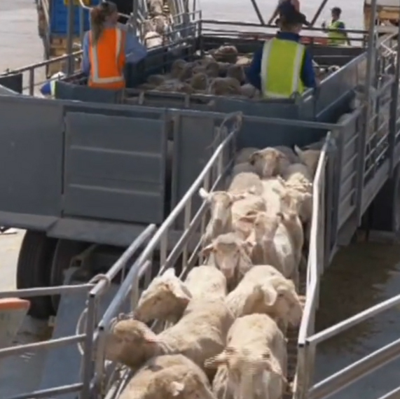 goats for sale