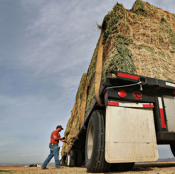 Grass Hay