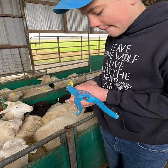sheep for sale