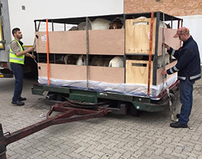 Goat Exporters
